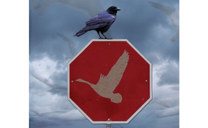 /images/uploads/news/banners/birdstrikeposter.jpg