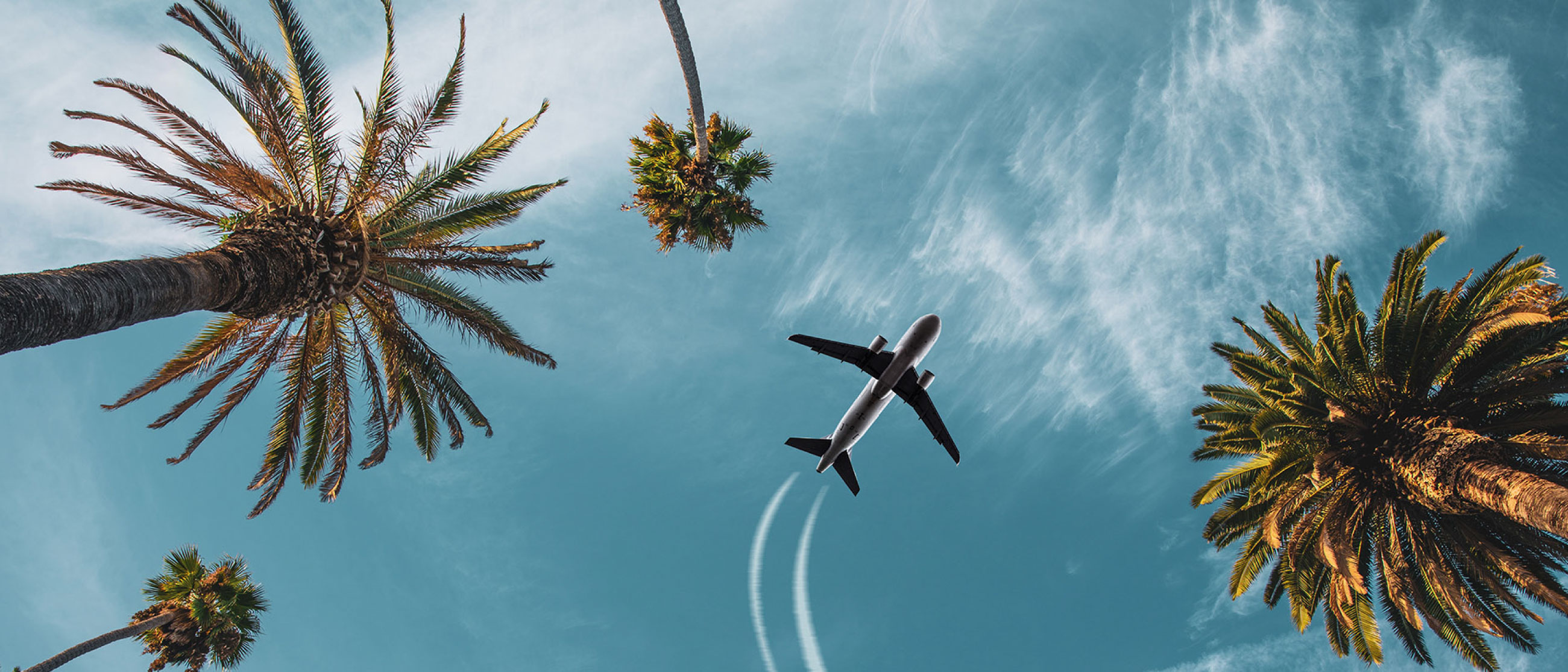 a plane above palm trees
