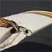 American Bittern struck wing.