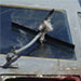 C-130 Strikes Bald Eagle, Tacoma Area - 2005.