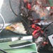 C-130 Strikes Bald Eagle, Tacoma Area - 2005.