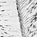 Nodes and internodes of a feather barbule.