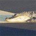 Unwelcome Runway Visitor Orlando Intl Airport - May 28, 2002