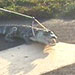 Alligator is Unwelcome Runway Visitor Orlando Intl Airport - May 28, 2002
