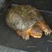 Snapping Turtle.
