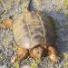 Snapping Turtle.