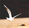 A seagull in flight.