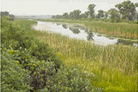A view of wetlands showing a pond surrounded by tall grass and weeds.