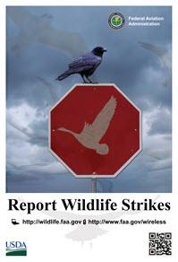 Report a Wildlife Strike Poster