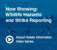 Wildlife Hazards and Strike Reporting
