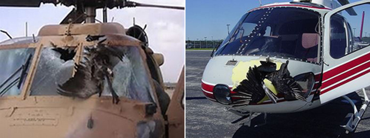 "Photos of a military helicopter after bird collision (left) and a helicopter following collision with large bird (right)"