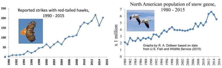 "Charts showing annual increases in reported strikes involving red-tailed hawks (left) and snow geese (right) - 1990-2015"