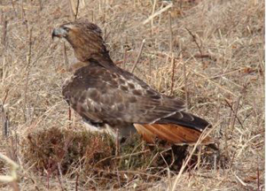 "Photo of a red-tailed hawk"