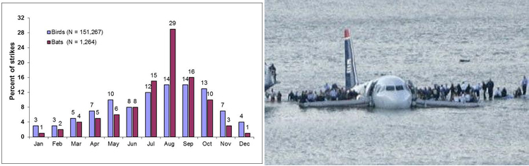 "Chart showing the bird strike seasonal effects (blue bars) (left) and Photo of US Airways Flight 1549 (right) - View Larger Photo of US Airways flt #1549, January 15, 2009, following dual engine failure due to geese ingestion into both engines. (right)"