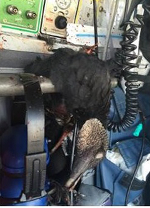 "Photo of black vulture that penetrated windscreen on medical helicopter at 1,000 feet AGL. Bird struck crewmember wearing helmet and visor who was only slightly injured. 2015 Wildlife Strike Report"