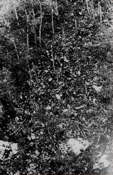 "Photo of airplane wreckage in the forest"