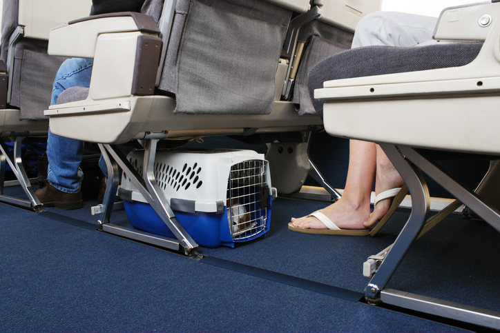 dog travelling on plane