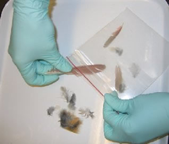 Staff collecting a variety of whole feather material
