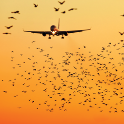 Aerial encounters