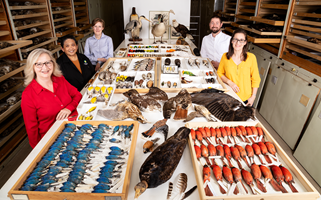 Feather Identification Lab staff amongst feather samples