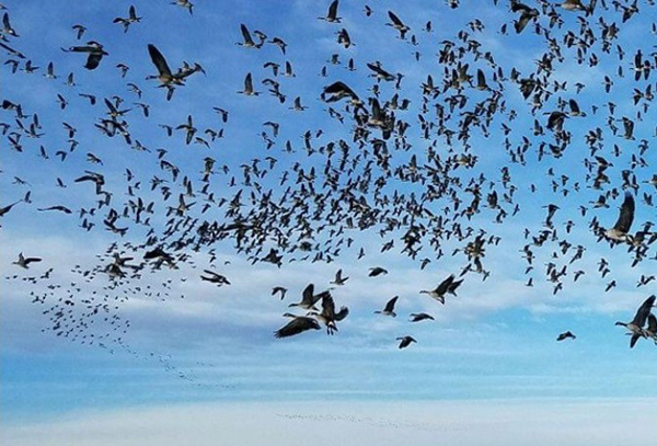 geese_flock