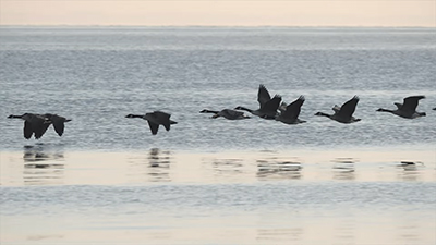 geese_flying_water