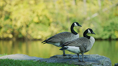 geese_pair