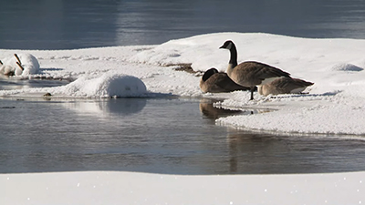 geese_snow