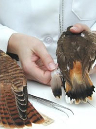 Staff identifying species involved in birdstrikes by matching remains to museum specimens