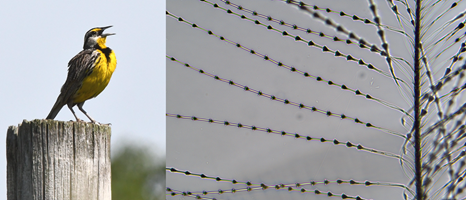 A singing Meadowlark on the left and the appearance of its down through a microscope on the right