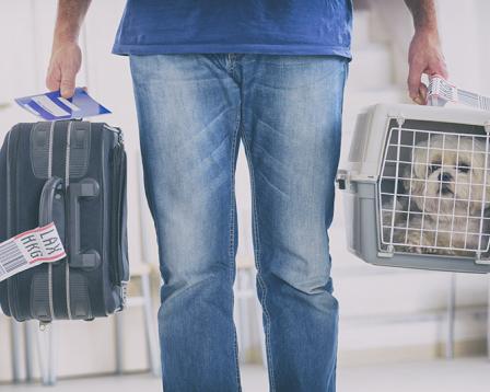 Traveler carrying luggage and pet carrier