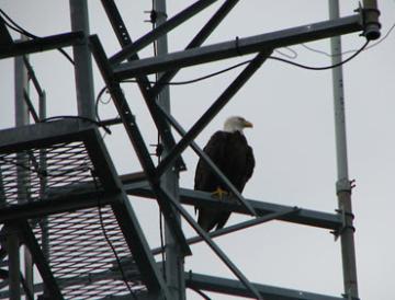 Eagle on tower