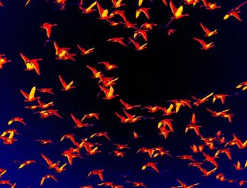 Infrared view of geese