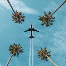 airplane flying over palm trees